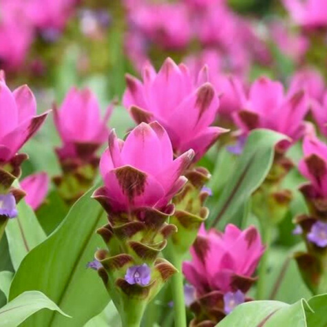 Kurkuma różowa Curcuma Rose