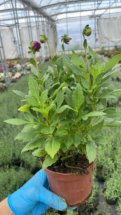 Dalia Dalina Maxi Starburst Pink