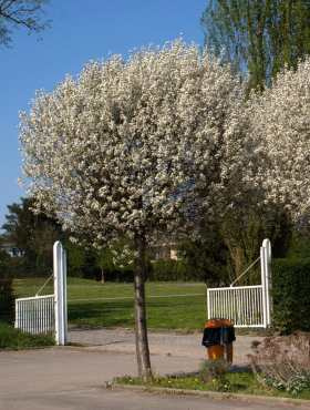 Głóg jednoszyjkowy Compacta szczepiony na pniu