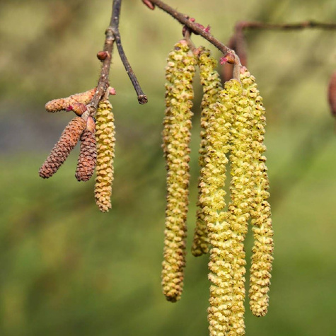 Leszczyna Pospolita (C2)