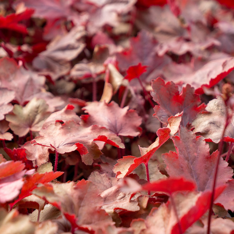 Żurawka ogrodowa Fire Chief Ognista (C2)