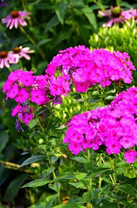 Płomyk wiechowaty Floks różowy