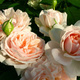 Róża rabatowa Garden of Roses balot