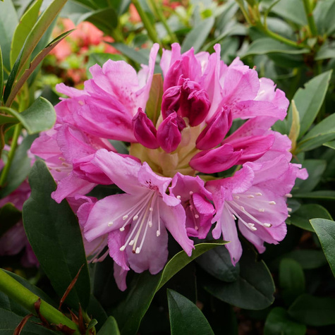 Rododendron Albert Schweitzer (C2)