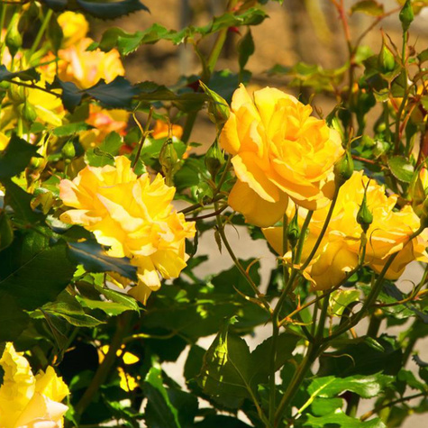 Róża PNĄCA żółto-czerwona