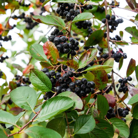 Aronia Czarna szczepiona na pniu w doniczce