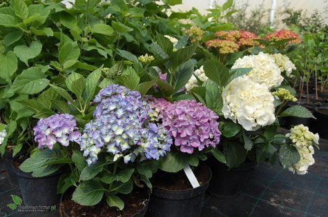 Hortensja ogrodowa Deutschland (C2)