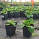 Bergenia sercowata Baby Doll (C2)