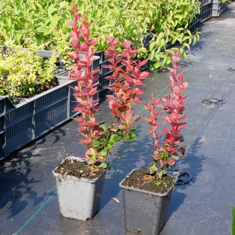 Berberys thunberga Vulcono (P9)