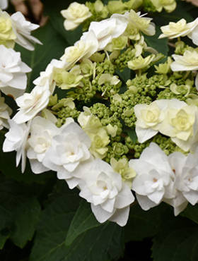 Hortensja ogrodowa Dancing Snow (C2)