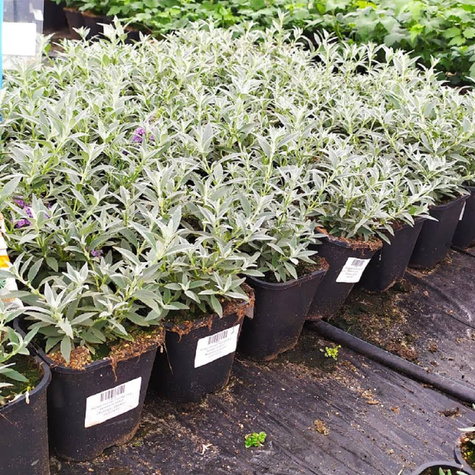 Budleja Dawida Summer Bird Sky Blue karłowa na balkon (C2)