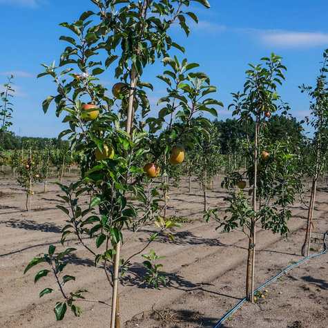Jabłoń Gold Bohemia Plant Pack