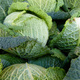 Kapusta włoska LANGEDIJSKA późna 2g