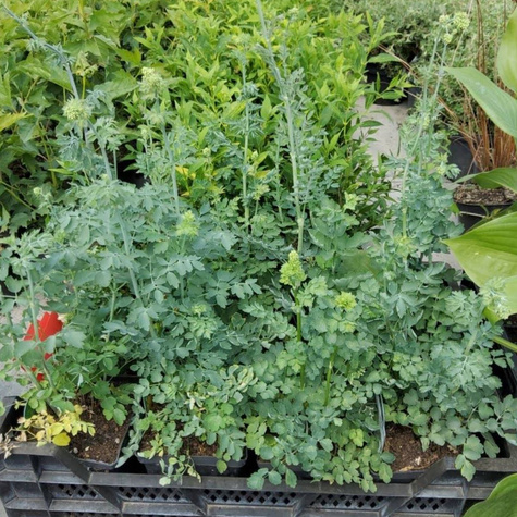 Rutewka żółta (C2)