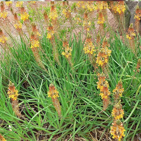 Bulbine krzewiasta lecznicza