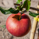 Jabłoń Jeronimo Red Delicious Plant Pack