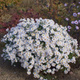 Aster krzaczasty Niobe (C2)