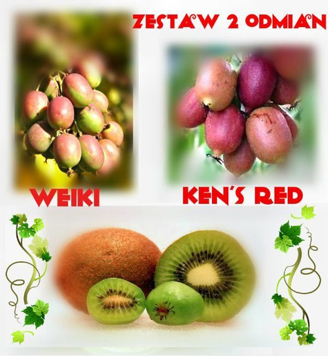 MINI KIWI Aktinidia Zestaw dwóch plennych odmian