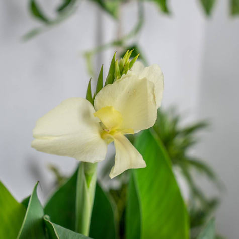 Paciorecznik Canna Kanna Puck