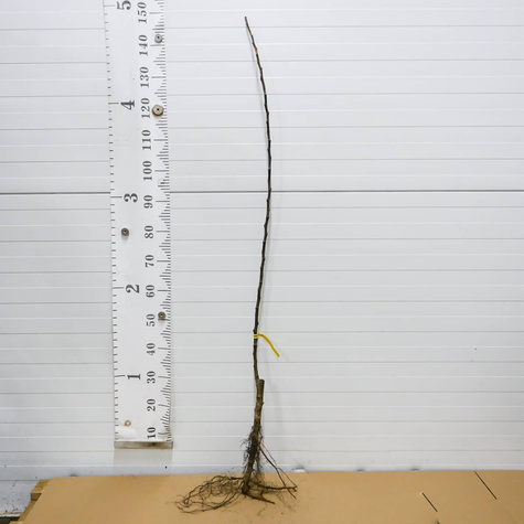 Jabłoń Spartan Plant Pack