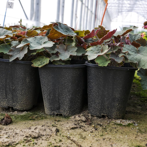 Żurawka kosmata owłosiona Brownies (C2)