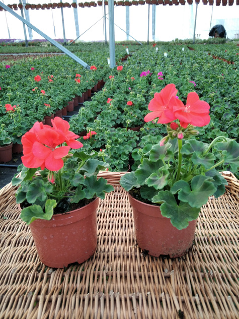 Pelargonia stojąca pomarańczowa Piękne sadzonki