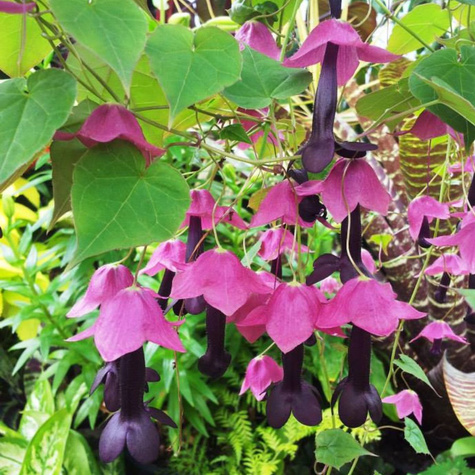 Rodochiton purpurowy 5szt. nasion