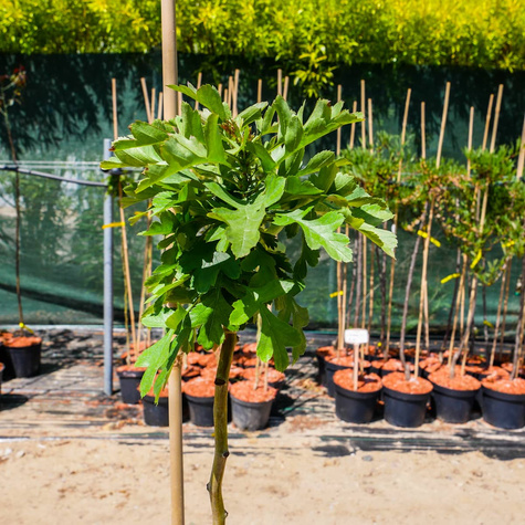 Głóg kulisty jednoszyjkowy szczepiony