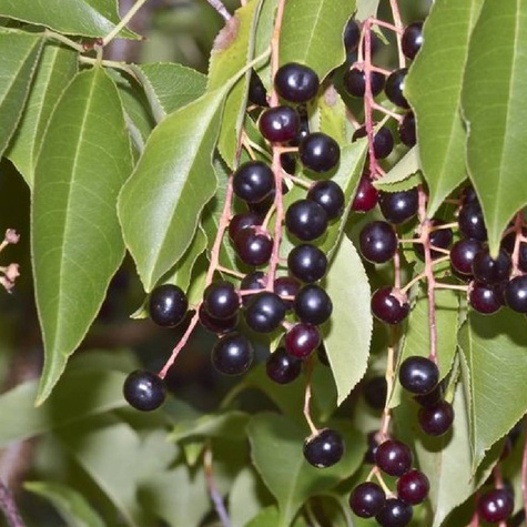 Czeremcha Plant Pack