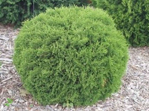 Żywotnik zachodni Tuja Thuja Tiny Tim (C2)