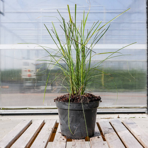 Miskant chiński Flamingo (C2)