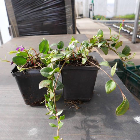 Barwinek mniejszy Rubra Plena (C2)