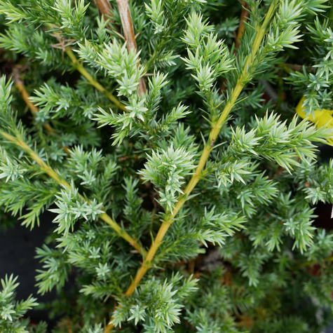 Jałowiec chiński Blue Alps (C2)