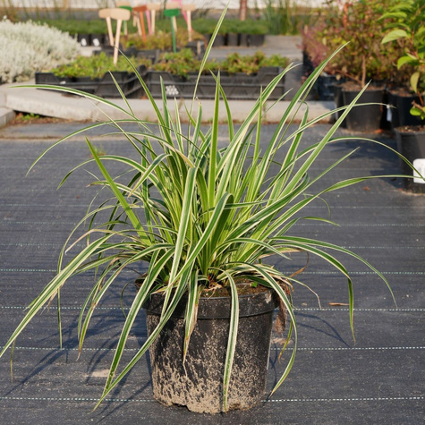 Turzyca Morrowa Aureovariegata