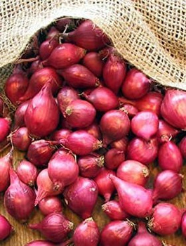 ZESTAW ALLEGRO Cebula dymka czerwona 0,25kg