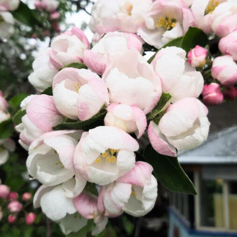 Jabłoń Muskat Renette Reneta Muszkatowa Plant Pack