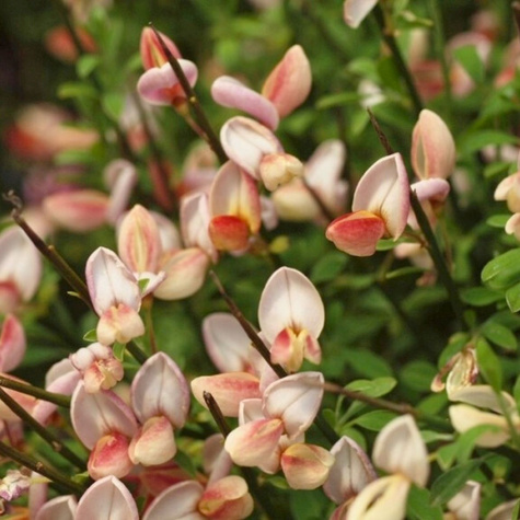 Szczodrzeniec Żarnowiec Zeelandia kremowo-różowy (C2)