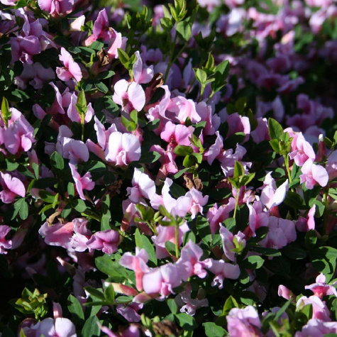 Szczodrzeniec Żarnowiec Purpurowy Atropurpureum (C2)