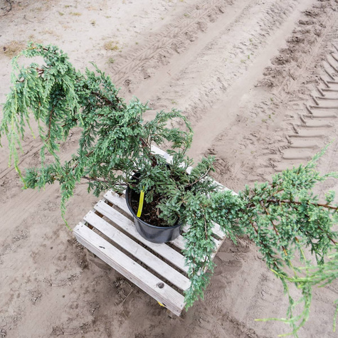 Jałowiec płożący Hughes