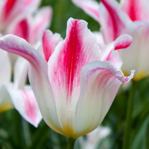 Tulipan liliokształtny Holland Chic