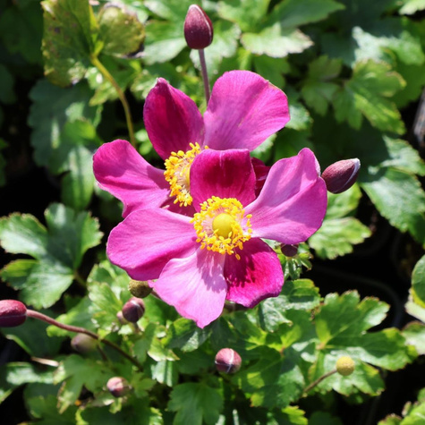 Zawilec japoński Fantasy Red (C2)