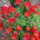 Alstremeria ogrodowa Summer Pepper (C2)