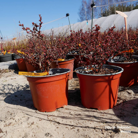 Berberys Thunberga Ruby Star (C2)