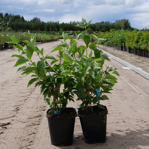 Jaśminowiec wonny Babuni (C2)