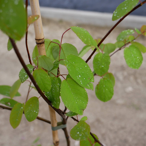 Świdośliwa kanadyjska drzewko rodzynkowe