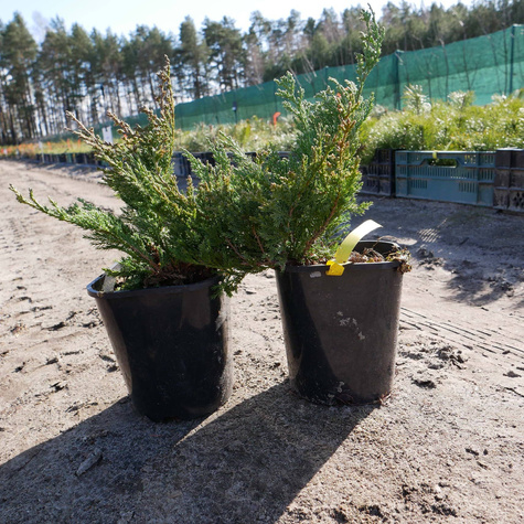 Jałowiec płożący Blue Chip dywanowy (P9)