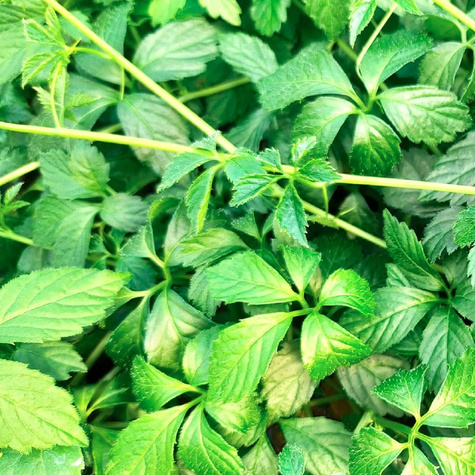 Jiaogulan Ziele długowieczności Pięciolistny Żeńszeń