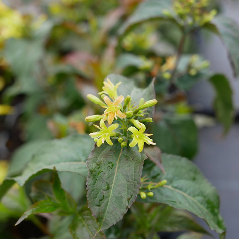 Zadrzewnia nadbrzeżna Troja Black (C1.7)