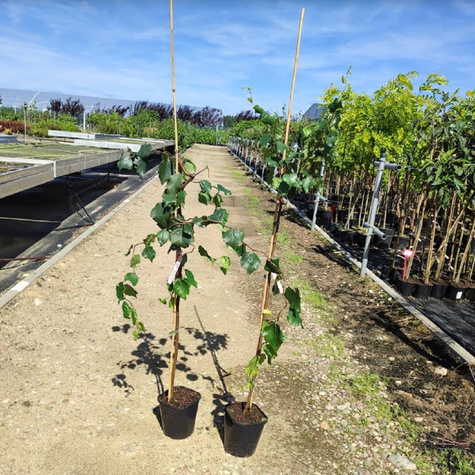 Brzoza brodawkowata 'Spidre Alley' Pa120