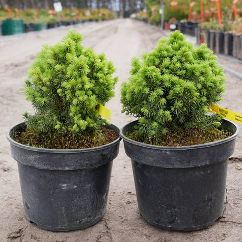 Świerk biały Witch-s Broom (C2)